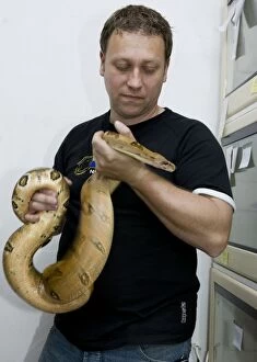 Images Dated 23rd April 2008: Exotic Species / Reptile Breeding Farm - Breeder and Python