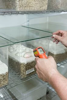 Images Dated 23rd April 2008: Exotic Species / Reptile Breeding Farm - measuring