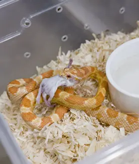 Swallowing Prints: Exotic Species / Reptile Breeding Farm - reptiles are kept in plastic boxes - feeding of a snake with a mouse