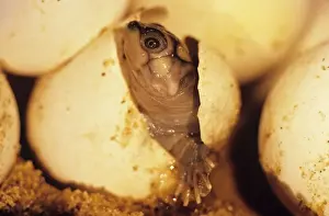 Expansa Turtle - hatching Amazonia, Brazil