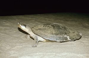 Images Dated 25th November 2005: Expansa Turtle - on nesting beach at night. Amazonia Brazil