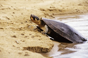 Images Dated 25th November 2005: Expansa Turtle - sun basking prior to nesting Amazonia Brazil