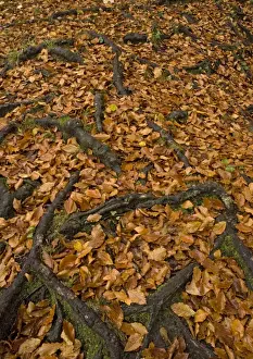 Exposed roots of beech, in autumn. Shallow-rooted tree