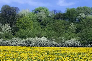 Hedgerows Prints: Extensive mature flowering hedge - on edge of dandelion filled meadow in May
