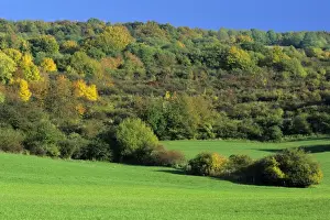 Extensive mature hedge landscape - in autumn colour, Hessen, Germany