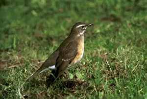 Eye-browed Thrush 1st winter October Isles of Scilly, UK