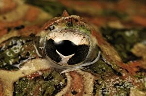 eye of Ornate Horned Frog Argentinean Horned Frog