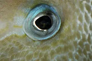 Triggerfish Prints: Eye of Triggerfish
