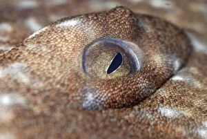 Eye of Wobbegong Shark