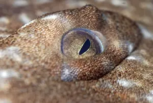 Wobbygong Prints: Eye of Wobbegong Shark- reef associated shark