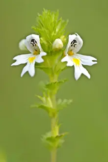 Delicate Prints: Eyebright blossom on a meadow Baden-Wuerttemberg, Germany