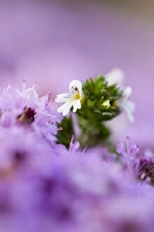 Images Dated 26th July 2012: Eyebright - Amongst Wild Thyme