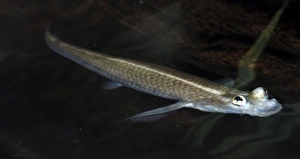 Images Dated 22nd April 2007: Four Eyed Fish with eyes poking above surface of the water. Coastal and brackinsh waters