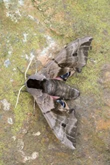 Images Dated 13th July 2013: Eyed Hawkmoth