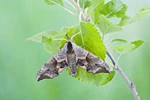 Hawk Moths Prints: Eyed Hawkmoth on apple food plant Bedfordshire UK 005571