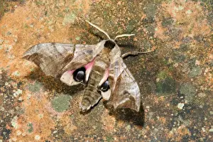 Beasty Prints: Eyed Hawkmoth - Cornwall - UK