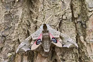 Hawk Moths Prints: Eyed Hawkmoth - resting on tree trunk Bedfordshire UK 005567