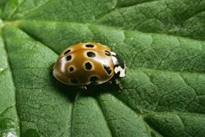Images Dated 26th June 2006: Eyed Ladybird