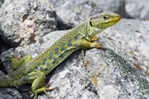 Images Dated 6th April 2009: Eyed / Ocellated Lizard - male on rocks, region of Alentejo, Portugal