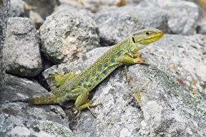 Images Dated 6th April 2009: Eyed / Ocellated Lizard - male on rocks, region of Alentejo, Portugal