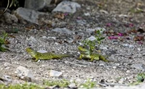 Eyed / Ocellated Lizards - Male & female