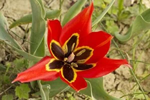 Eyed-tulip in flower in arable field Cyprus