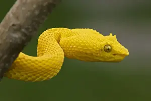 Coiled Prints: Eyelash Palm-pitviper - captive - tropical rainforest - venomous - Costa Rica