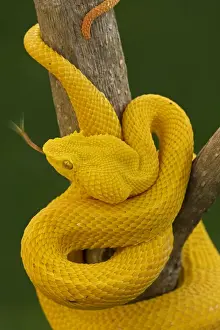 Eyelash Palm-pitviper - captive - tropical rainforest - venomous - Costa Rica