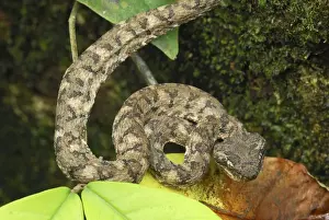 Eyelash Pit Viper - brown coloration Cahuita N. P. Costa Rica