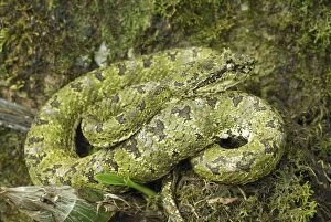 Images Dated 27th March 2006: Eyelash Pit Viper - green coloration