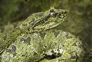 Eyelash Pit Viper - green coloration Cahuita N. P. Costa Rica