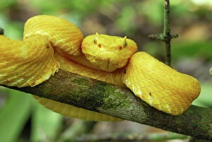 Central America Collection: Eyelash Pit Viper - yellow coloration Cahuita N.P. Costa Rica
