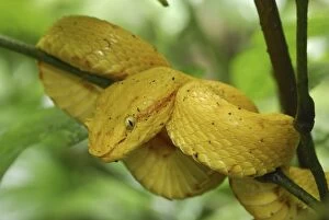 Images Dated 29th March 2006: Eyelash Pit Viper - yellow coloration Cahuita N.P. Costa Rica