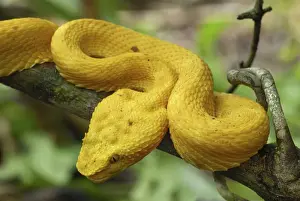Vipers Prints: Eyelash Pit Viper - yellow coloration Cahuita N. P. Costa Rica