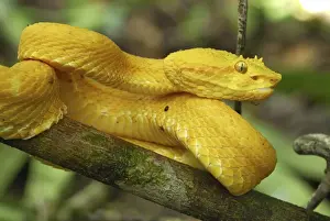 Eyelash Pit Viper - yellow coloration Cahuita N. P. Costa Rica