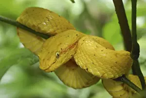 Eyelash Pit Viper - yellow coloration Cahuita N. P. Costa Rica