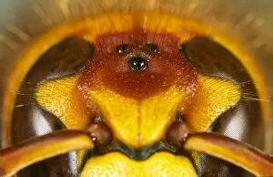 Eyes of Hornet