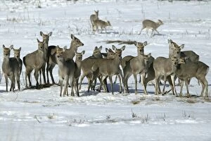 Images Dated 26th February 2004: Ezo's Sika Deer - herd