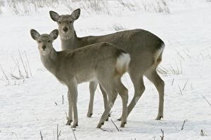 Images Dated 21st February 2004: Ezo's Sika Deer Hokkaido. Japan
