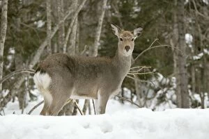 Images Dated 22nd February 2004: Ezo's Sika Deer. Hokkaido, Japan