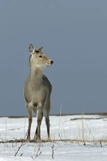 Images Dated 26th February 2004: Ezo's Sika Deer. Hokkaido, Japan