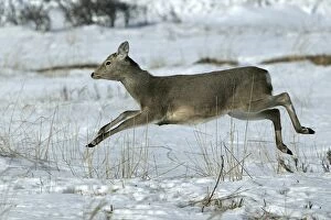 Images Dated 26th February 2004: Ezo's Sika Deer - running. Hokkaido, Japan