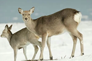 Deer Collection: Ezo's Sika Deer - two standing in snow Hokkaido. Japan
