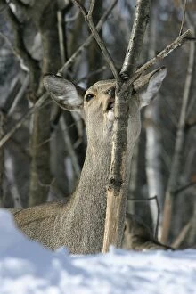 Images Dated 24th February 2004: Ezo's Sika Deer - stripping bark to eat. Hokkaido, Japan