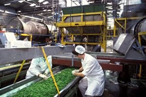 Production Gallery: Factory workers - Sorting through Green Beans