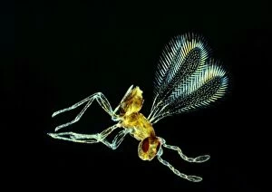 Images Dated 18th April 2011: Fairy Fly - x 20 magnification