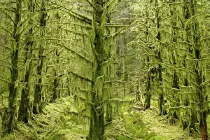 Plant Texture Prints: fairy forest in straight lines planted timber forest thickly covered with long beards of lichen Glen Etive