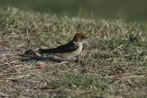 Twigs Prints: Fairy Martin Collecting nesting material Mt Isa sewage ponds, Queensland, Australia