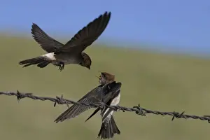 Fairy Martin Feeding newly-fledged chick Near the Sewage Ponds, Mt Isa, Queensland, Australia