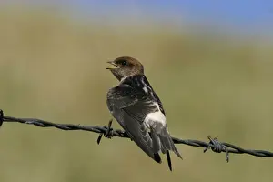 Fairy Martin Juvenile waiting to be fed Near the Sewage Ponds, Mt Isa, Queensland, Australia